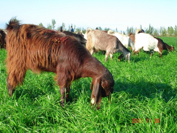 halep kecisi nerede yetisir teff grass halep kecisi nerede yetisir teff grass